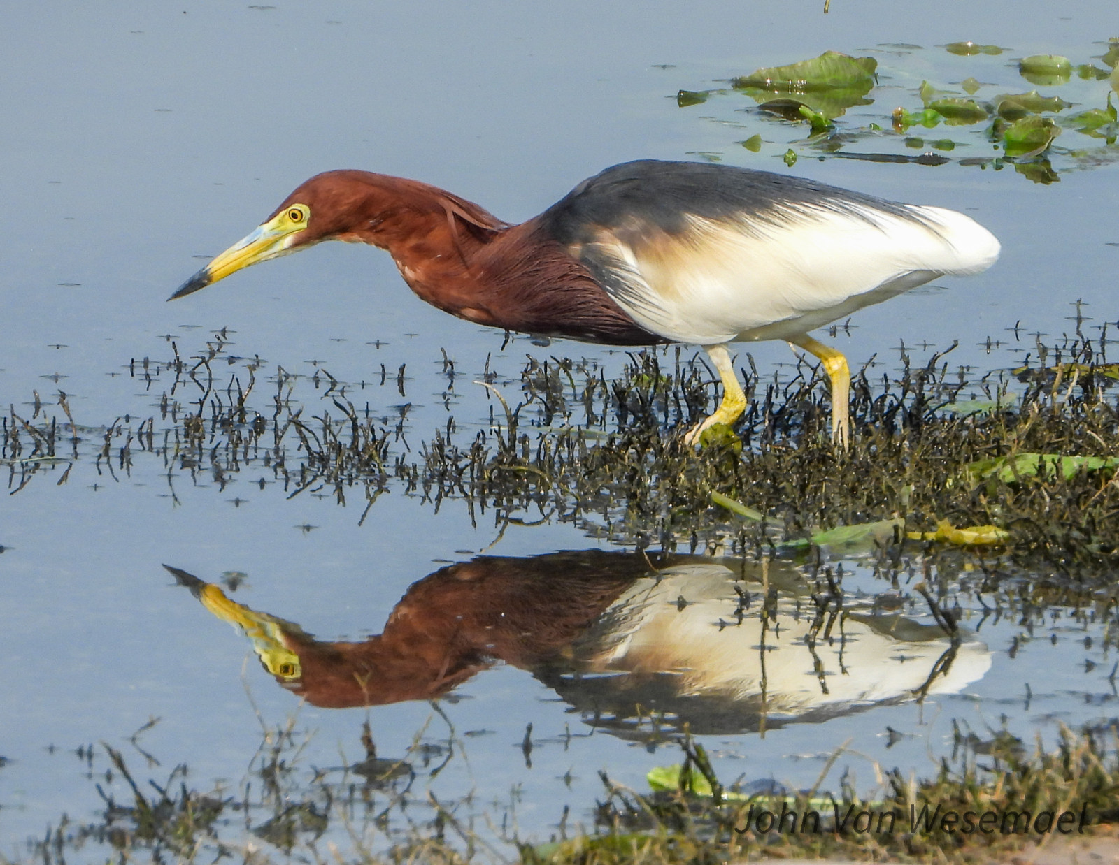 image Chinese Pond-Heron